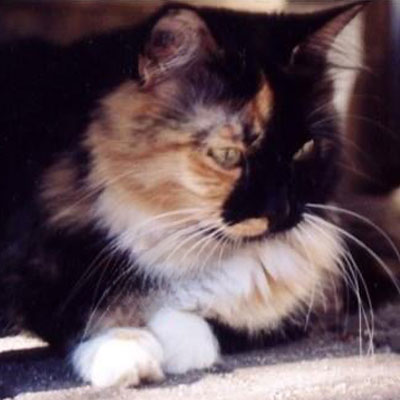 At Home Pet Euthanasia Services